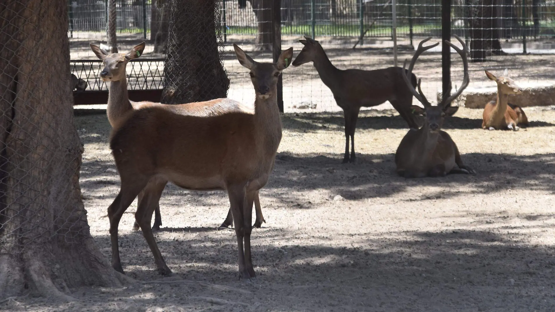 f carmona rescates zoologico (1)